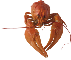 animals & lobster free transparent png image.