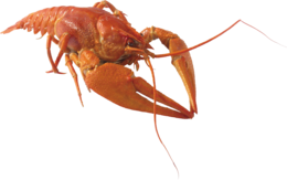 animals & Lobster free transparent png image.