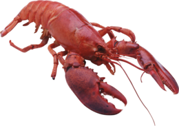 animals & lobster free transparent png image.