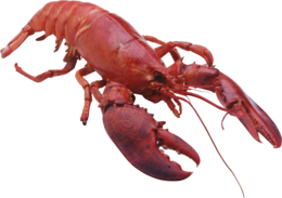 animals & Lobster free transparent png image.