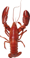 animals & lobster free transparent png image.