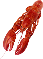 animals & Lobster free transparent png image.