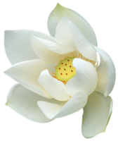 flowers & sacred lotus free transparent png image.