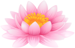 flowers & sacred lotus free transparent png image.