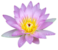 flowers & sacred lotus free transparent png image.