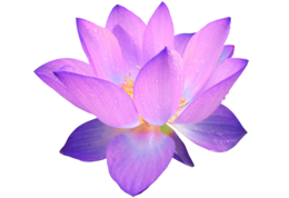 flowers & sacred lotus free transparent png image.