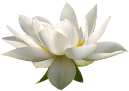 flowers & sacred lotus free transparent png image.