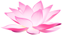 flowers & sacred lotus free transparent png image.