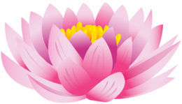 flowers & sacred lotus free transparent png image.