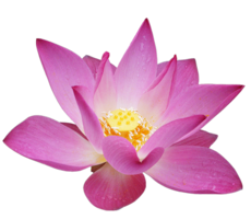 flowers & sacred lotus free transparent png image.