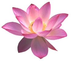 flowers & sacred lotus free transparent png image.