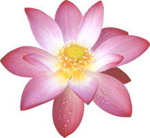 flowers & sacred lotus free transparent png image.