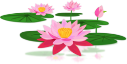 flowers & sacred lotus free transparent png image.