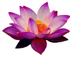 flowers & sacred lotus free transparent png image.