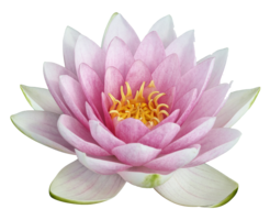 flowers & sacred lotus free transparent png image.