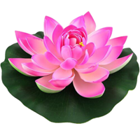 flowers & sacred lotus free transparent png image.