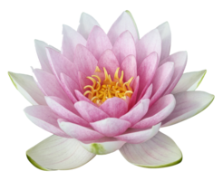 flowers & sacred lotus free transparent png image.