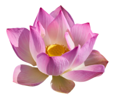 flowers & sacred lotus free transparent png image.