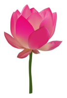 flowers & sacred lotus free transparent png image.