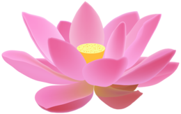 flowers & sacred lotus free transparent png image.