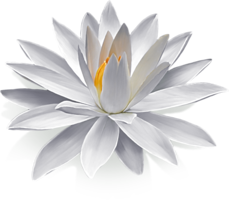 flowers & sacred lotus free transparent png image.