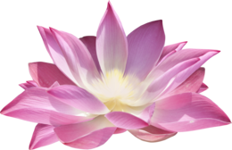 flowers & sacred lotus free transparent png image.