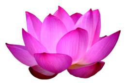 flowers & sacred lotus free transparent png image.