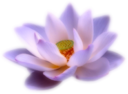 flowers & sacred lotus free transparent png image.