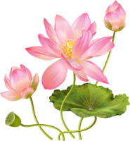 flowers & sacred lotus free transparent png image.