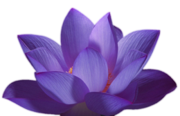 flowers & sacred lotus free transparent png image.