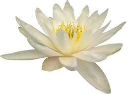 flowers & sacred lotus free transparent png image.