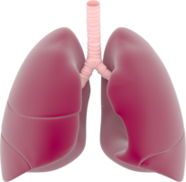 people & Lung free transparent png image.