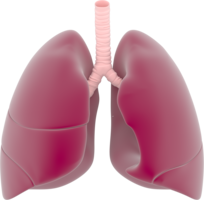 people & lung free transparent png image.