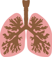 people & Lung free transparent png image.