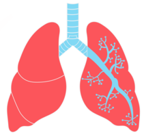 people & lung free transparent png image.