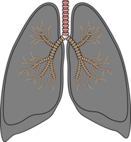 people & lung free transparent png image.