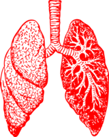 people & Lung free transparent png image.