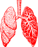 people & lung free transparent png image.