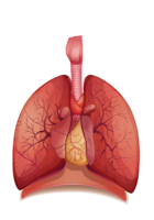 people & lung free transparent png image.