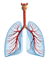 people & lung free transparent png image.