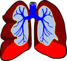 people & Lung free transparent png image.