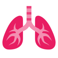 people & lung free transparent png image.