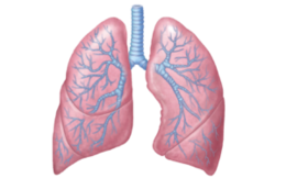 people & Lung free transparent png image.