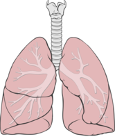 people & lung free transparent png image.