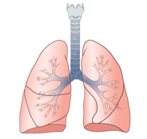 people & lung free transparent png image.