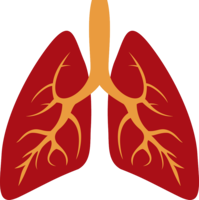 people & lung free transparent png image.