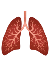 people & lung free transparent png image.