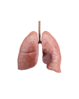 people & lung free transparent png image.