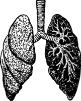 people & Lung free transparent png image.