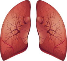 people & Lung free transparent png image.